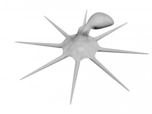 Octopus 3D Model