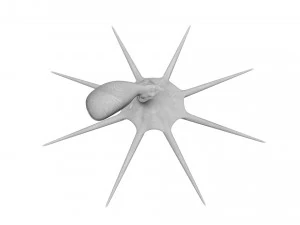 Octopus 3D Model