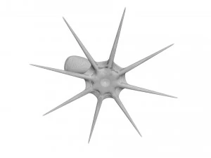 Octopus 3D Model