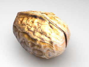 Walnut Shell 3D Model