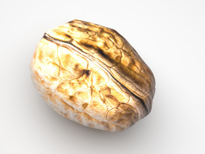Walnut Shell 3D Model