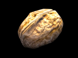 Walnut Shell 3D Model