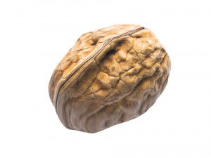 Walnut Shell 3D Model
