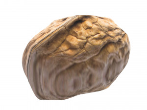 Walnut Shell 3D Model