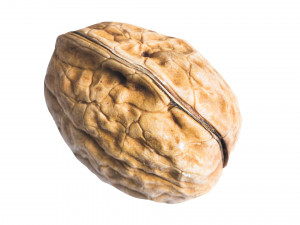 Walnut Shell 3D Model