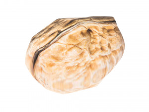 Walnut Shell 3D Model