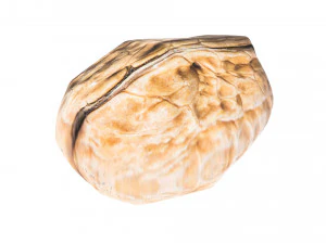 Walnut Shell 3D Model