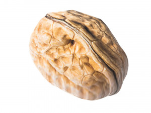 Walnut Shell 3D Model