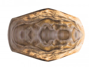Walnut Shell 3D Model
