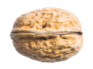 Walnut Shell 3D Model