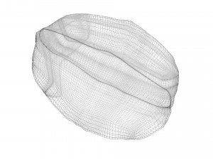 Walnut Shell 3D Model