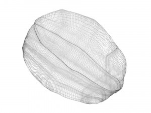 Walnut Shell 3D Model