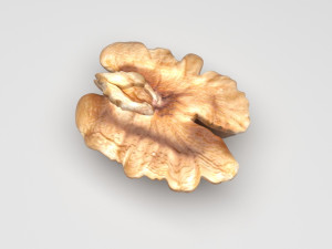 Walnut Modèle 3D