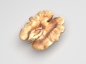 Walnut Modèle 3D