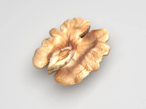Walnut 3D Model