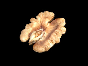 Walnut Modèle 3D