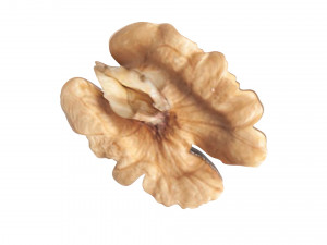 Walnut Modèle 3D