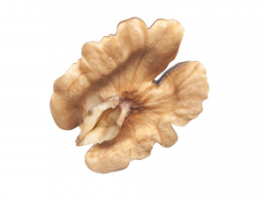 Walnut Modèle 3D