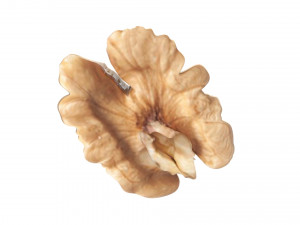 Walnut Modèle 3D