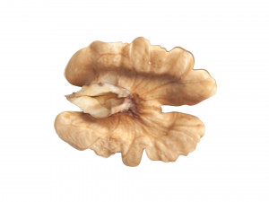 Walnut Modèle 3D