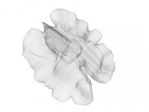 Walnut Modèle 3D