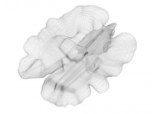 Walnut Modèle 3D
