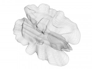 Walnut Modèle 3D