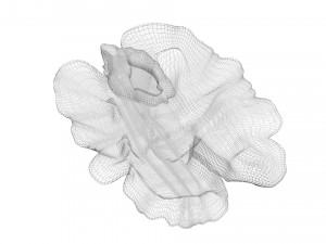 Walnut Modèle 3D
