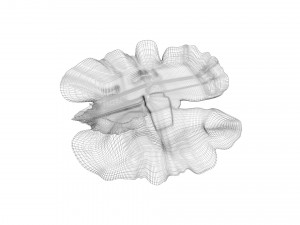 Walnut Modèle 3D
