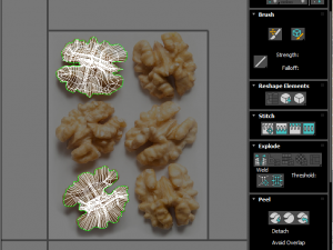 Walnut Modèle 3D