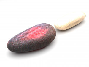 Cedar Nuts 3Dモデル