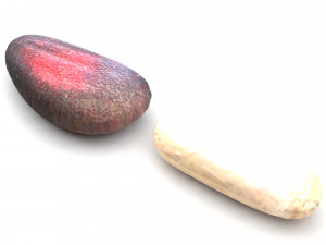 Cedar Nuts 3D Model