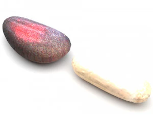 Cedar Nuts 3D Model