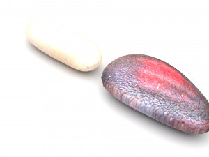 Cedar Nuts 3D Model