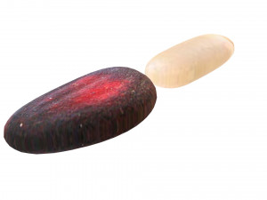 Cedar Nuts 3D Model