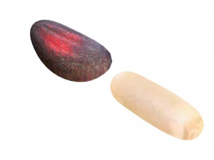 Cedar Nuts 3D Model