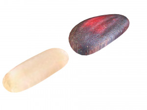 Cedar Nuts 3D Model