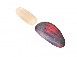 Cedar Nuts 3D Model