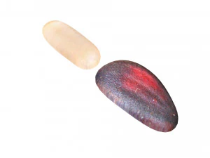 Cedar Nuts 3D Model