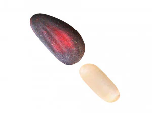 Cedar Nuts 3D Model