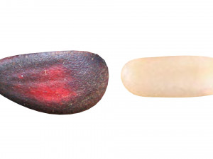 Cedar Nuts 3D Model