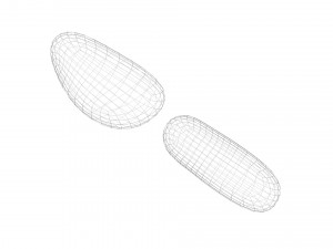 Cedar Nuts 3D Model