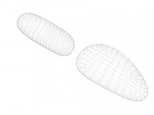 Cedar Nuts 3D Model