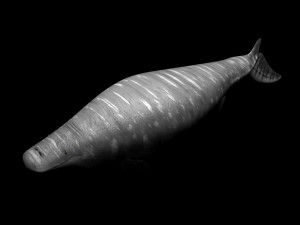 Mosasaurus Model 3D