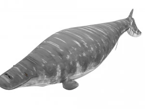 Mosasaurus 3D Model