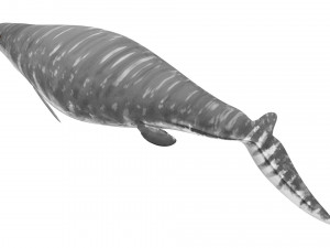 Mosasaurus Model 3D