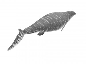 Mosasaurus Model 3D