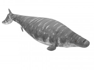 Mosasaurus Model 3D