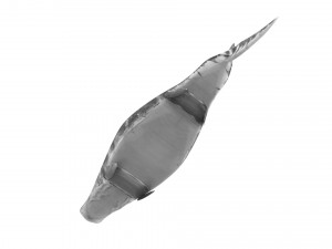 Mosasaurus Model 3D