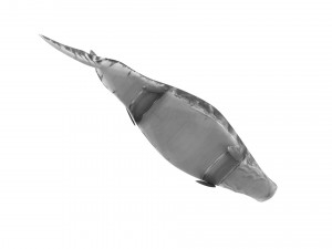 Mosasaurus Model 3D